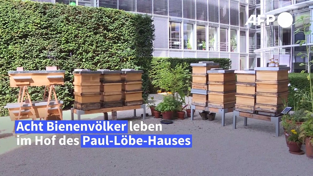 Honig von den Bundestags-Bienen