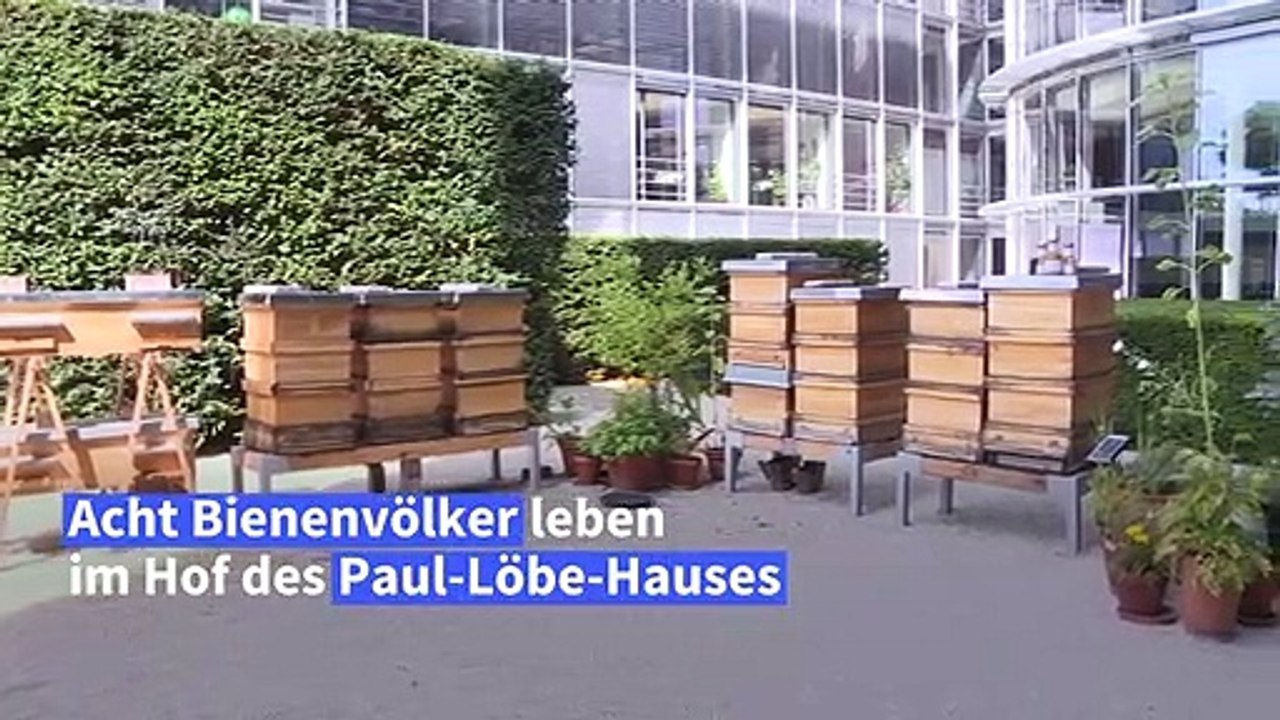 Honig von den Bundestags-Bienen