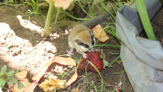 Nesli tükenmekte olan hayvanı kedinin ağzından kurtardı