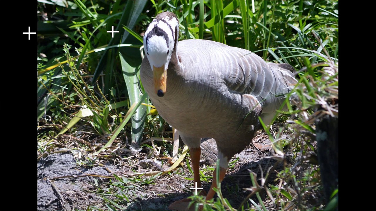 Florida Here We Come Series 11 Zoo Tampa at Lowry Park Birds