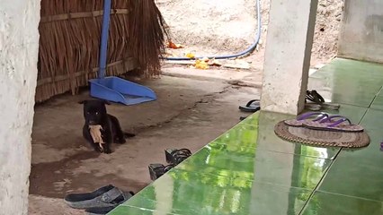 Puppies are mischievous, adorable and shy.