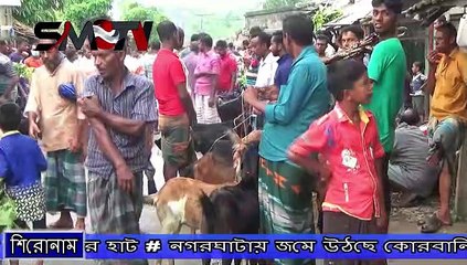নগরঘাটায় জমে উঠছে কোরবানির শেষ পশুর হাট