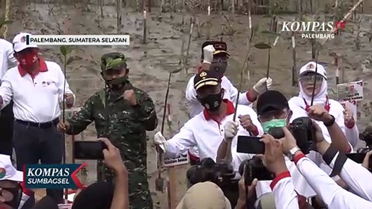 Hutan Mangrove Sumsel Butuh Perbaikan