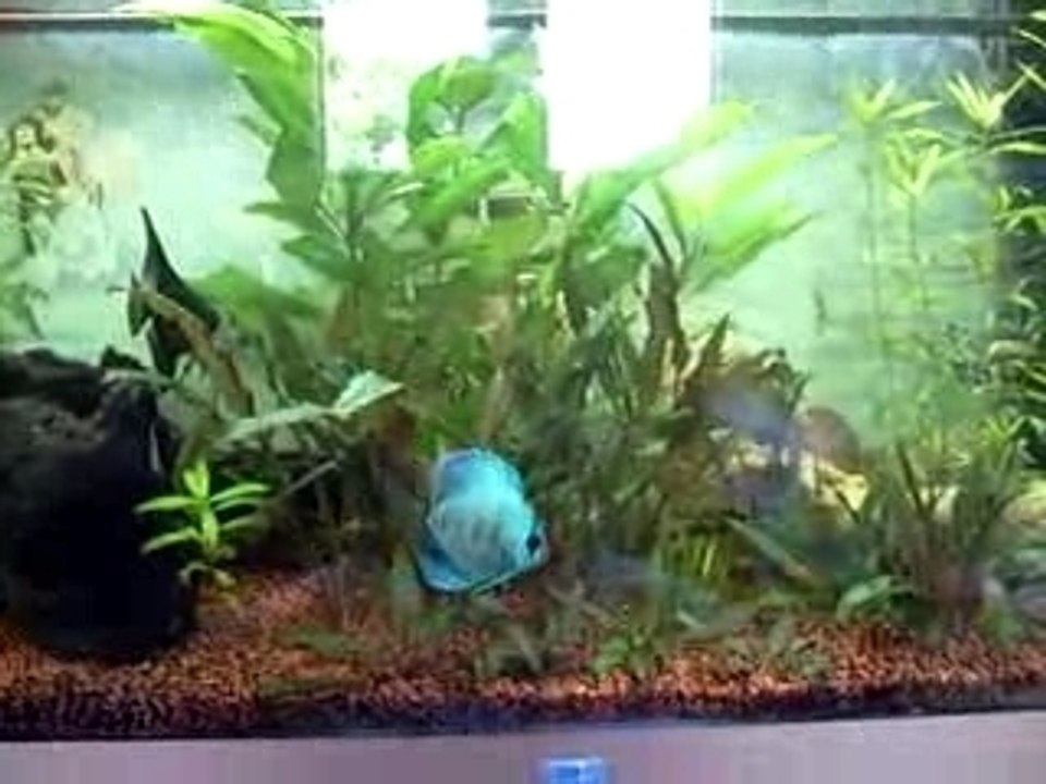 mon pti aquarium
