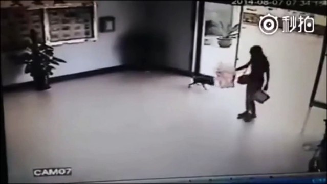 3 chiens VS 1 vitre : tellement drôle