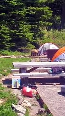 Bear Investigates Man in a Tent