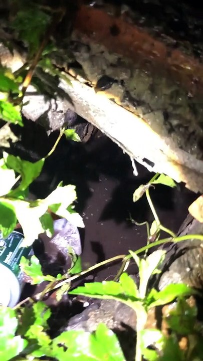 Heroic Mama Dog Saves Puppies From Drowning