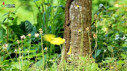 LISTEN TO THE MERDUNIAN TRADITIONAL MUSIC OF THE SAPE DAYAK KALIMANTAN BY SEEING BEAUTIFUL YELLOW BUTTERFLAYS