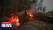 Brazilian health expert warns of Amazon deforestation
