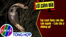 Lại xuất hiện rắn độc cắn người - Cần chú ý những gì?