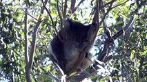 Dozy Koala sits in a tree fork – snoozing, scratching, yawning – then off to sleep again