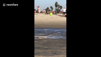 Boston Terrier plays volleyball by itself on San Diego beach