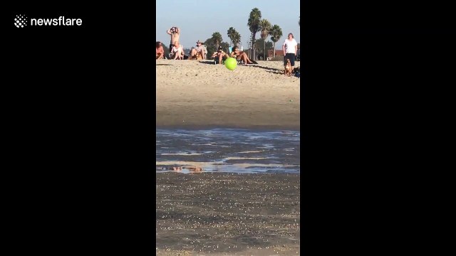 Boston Terrier plays volleyball by itself on San Diego beach