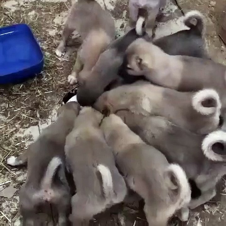 SiVAS KANGAL YAVRULARININ SABAH KAHVALTISINI PAYLASMALARI - KANGAL DOG PUPPiES BREAKFAST