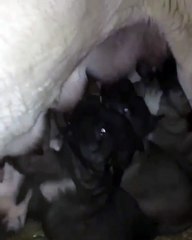 SiVAS KANGAL YAVRULARININ SABAH MENUSU - KaNGAL DOG PUPPiES MENU MORNiNG