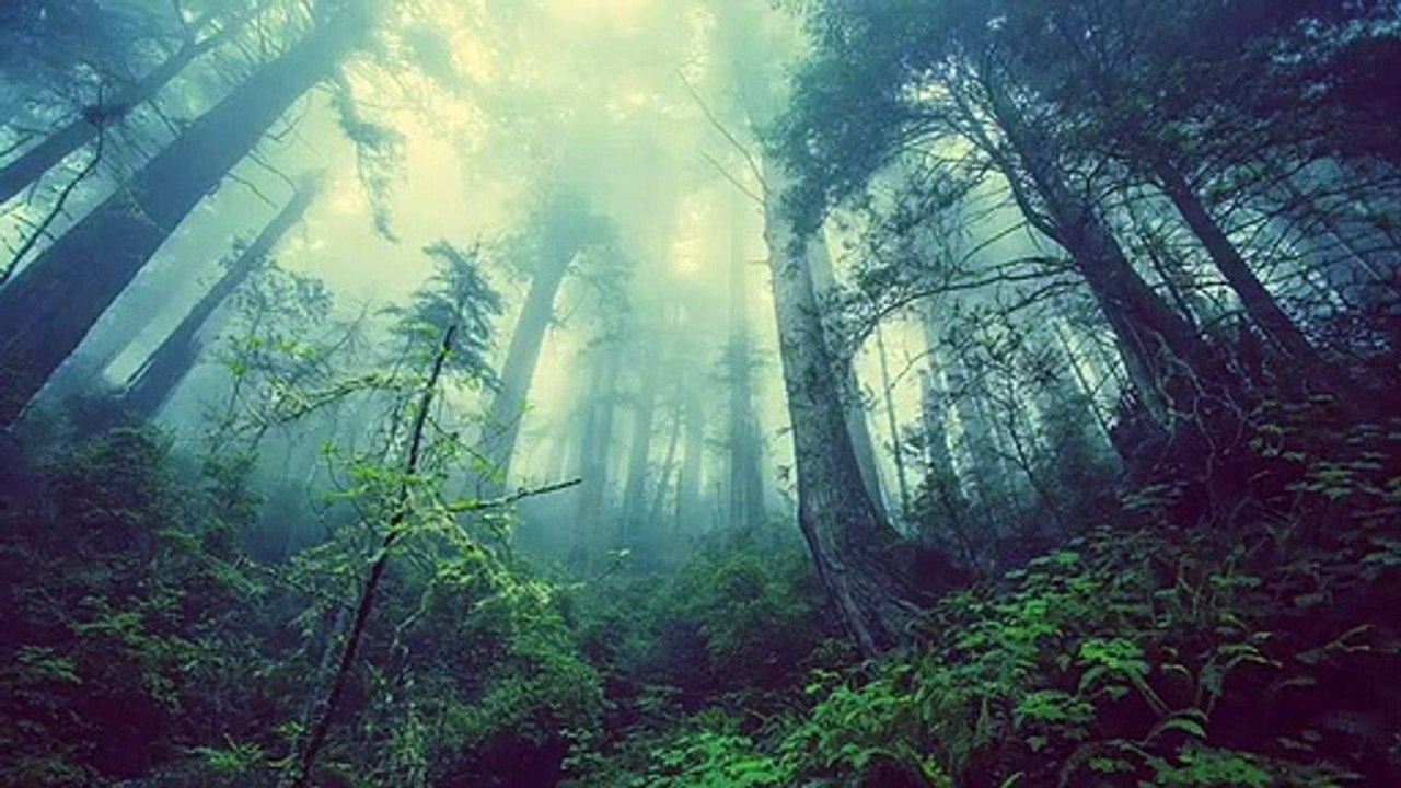 Stress Relief, Meditation Music