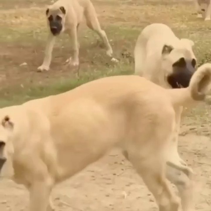 ANADOLU COBAN KOPEGi YAVRULARI BAHCE GEZiNTiSi - ANATOLiAN SHEPHERD DOG PUPPiES GARDEN WALK