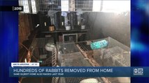 Hundreds of rabbits removed from Gilbert home