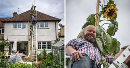 Download Video: Ce papa fait pousser un tournesol aussi haut que sa maison après que son fils le lui ait demandé