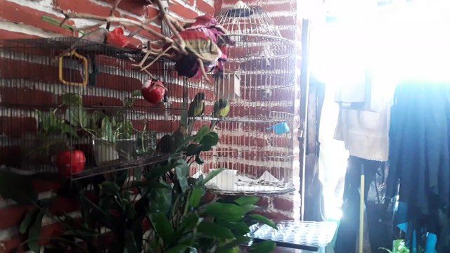 Pericos frente naranja se estiran después de tomar una siesta en la tarde