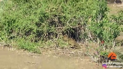 Leopard Chases ,Mongoose in a, Game of Cat ,and Mouse