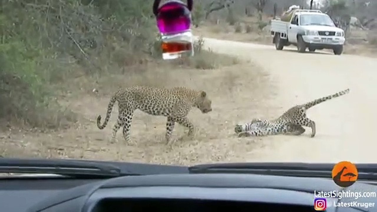 Leopard Death, Battle in ,the Road!
