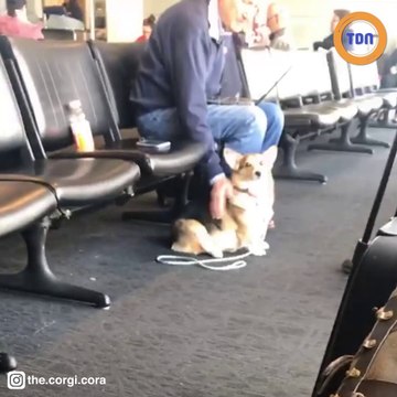 Son chien disparaît dans un aéroport, elle le retrouve à côté d’un homme en larmes