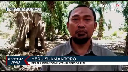 Proses Penggiringan 14 Kawanan Gajah