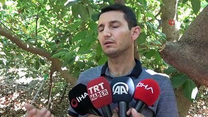 Antalya’da 45 bin dekarda hasatına başlanan avokadoda hedef  70 milyon adet