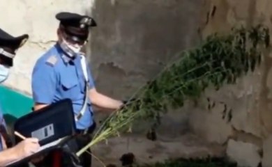 Sicilia - Coltivavano marijuana: sequestrate piantagioni tra Ravanusa e Melilli (06.08.20)