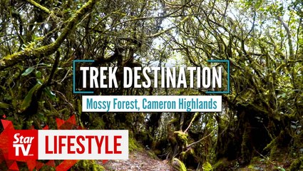 Trek Destination: Mossy Forest, Cameron Highlands