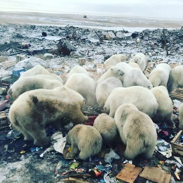 Polar bears scavenging for food terrorise town in Russia