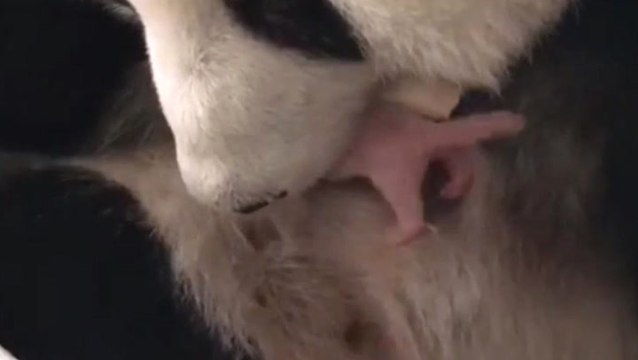 Zoo Negara welcomes second baby giant panda