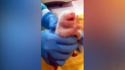Xing Xing-Liang Liang's second cub is a girl