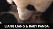 Liang Liang given food everyday and she will take care of baby panda