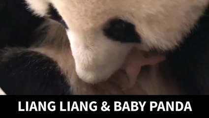 Liang Liang given food everyday and she will take care of baby panda