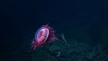 Dazzling 'Fireworks' Jellyfish seen off the Mexican coast
