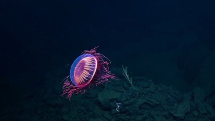 Dazzling 'Fireworks' Jellyfish seen off the Mexican coast