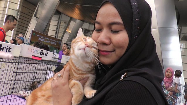 Fuzzy cats steal spotlight at PALOF 2018
