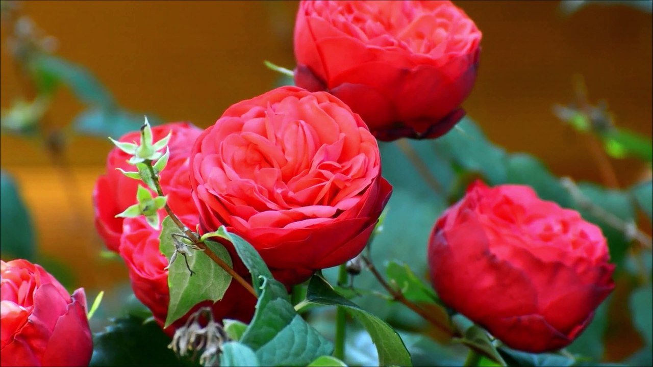 Oração com Santa Rita de Cassia