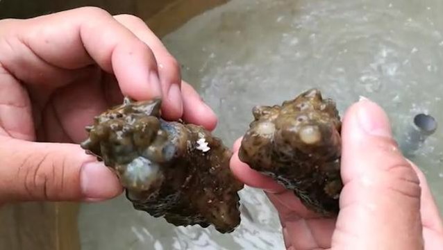 Rare Golden Sea Cucumbers found in Songsong Island expedition