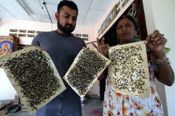 Houseflies ruin plans for Deepavali preparations