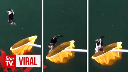 Anglers rescue kitten thrown to the sea at Penang Bridge