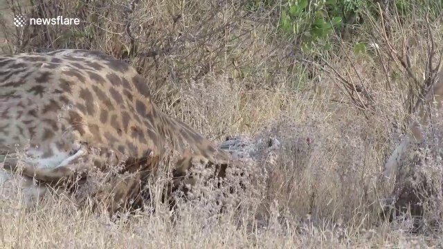 Male giraffe makes remarkable recovery after being brutally knocked out twice by his opponent