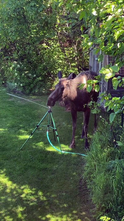 Moose on a Hot Day