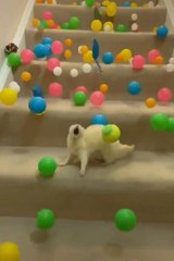 Ferret Excitedly Chases Balls Thrown Down the Stairs by Owner