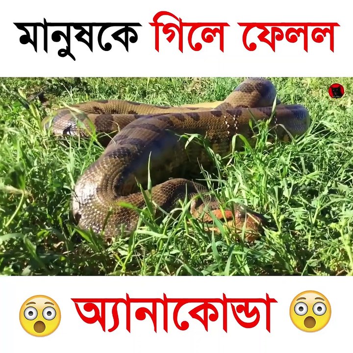 Viral video