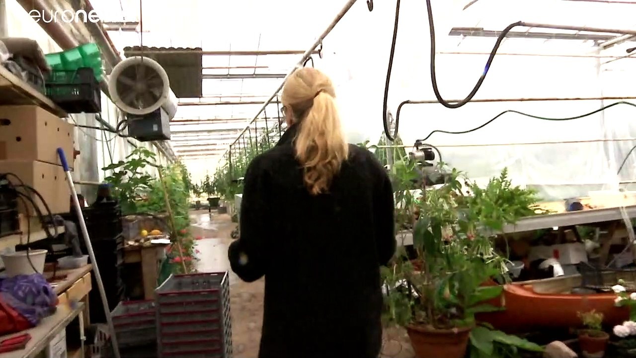 Schwedische Zuchthummeln im Gewächshaus