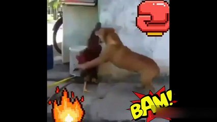 Whatsapp Funny Videos Mixed 6.