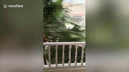 Palm tree swings back-and-forth like punch bag during Mumbai storms